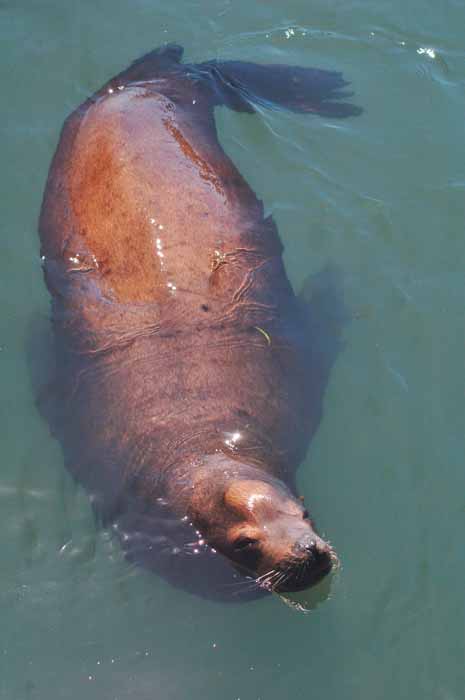 harbor seal